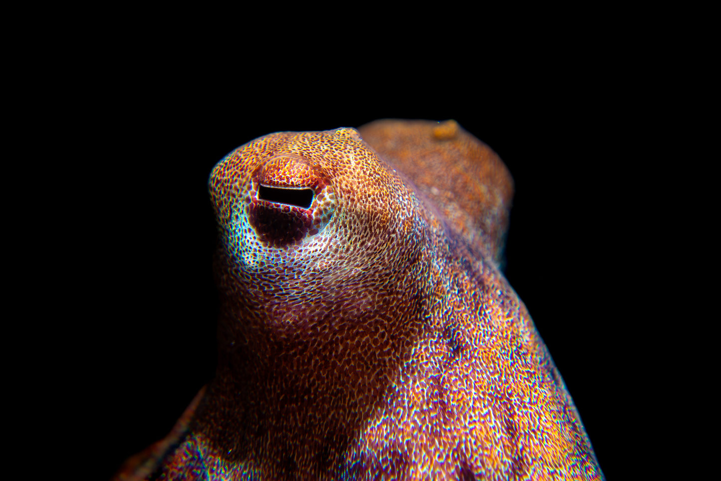 Atlantic Longarm Octopus ~1
