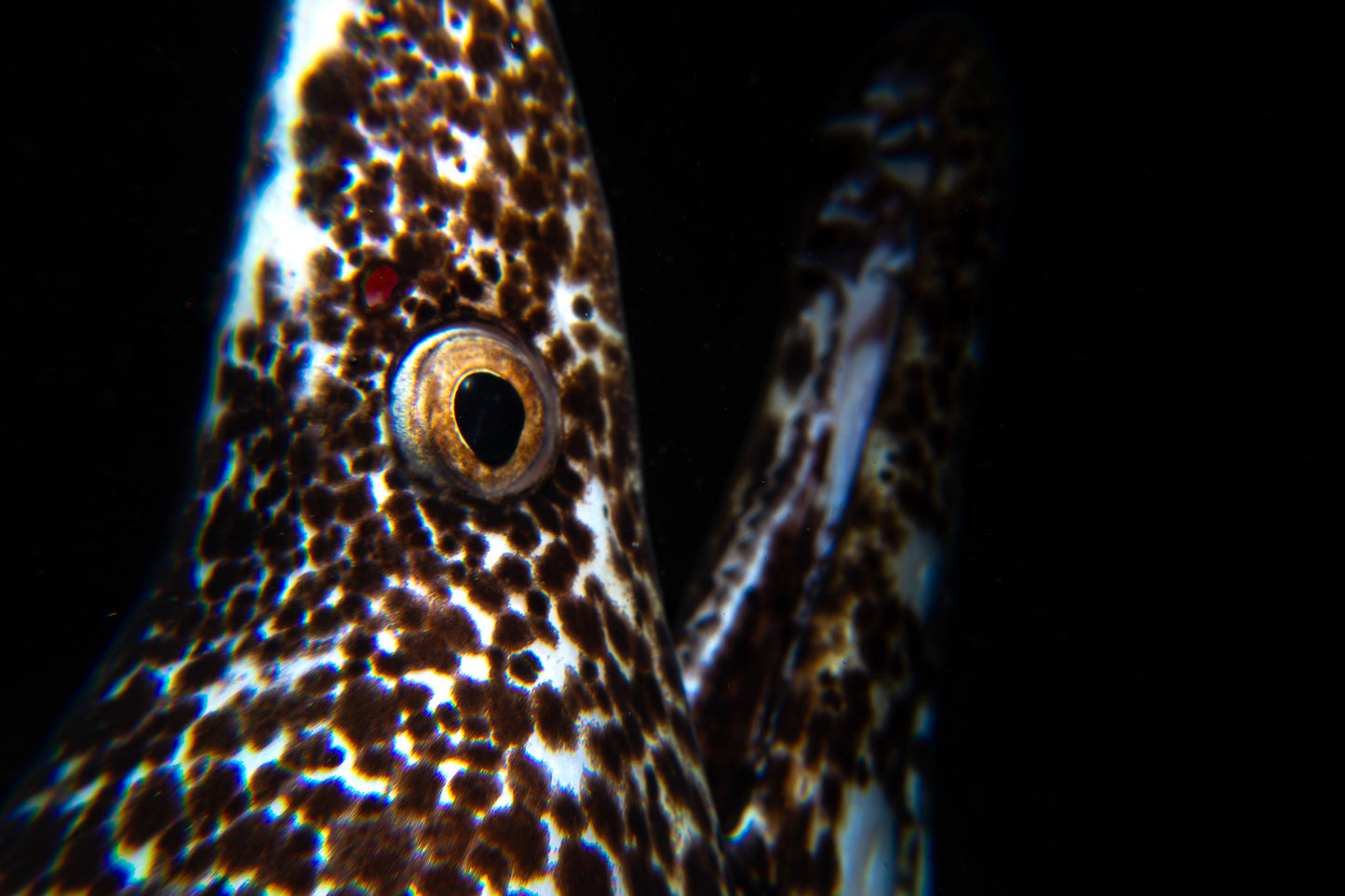 Spotted Moray Eel ~ 4