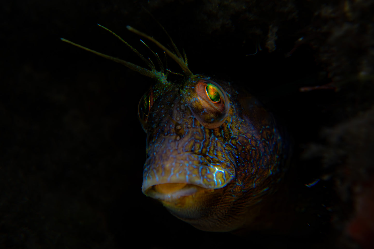 SeaWeed Blenny ~ 3