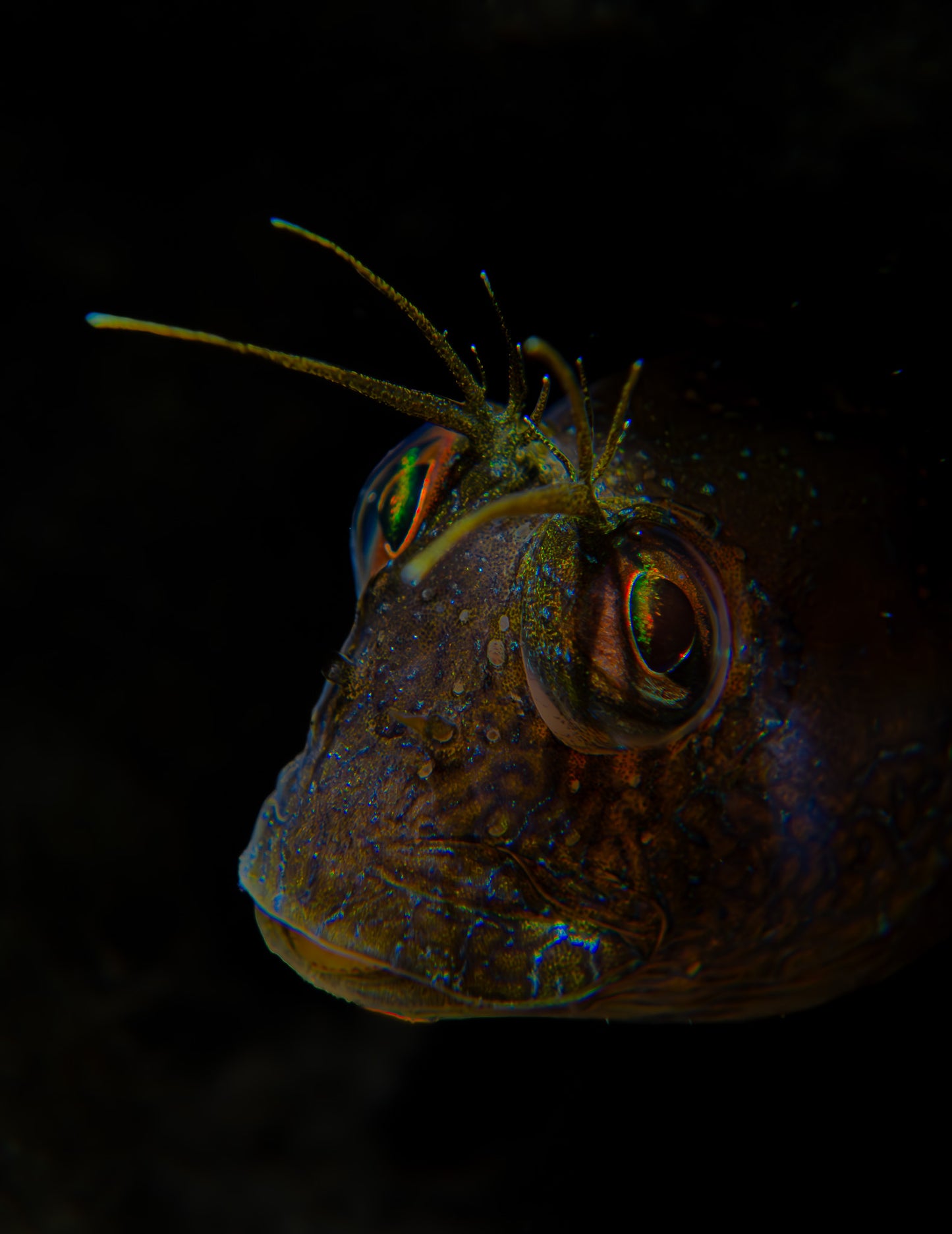 SeaWeed Blenny ~ 2