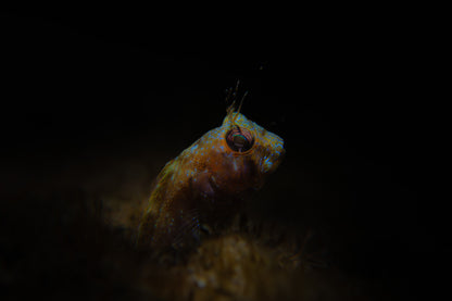 Sea Weed Blenny ~ 1
