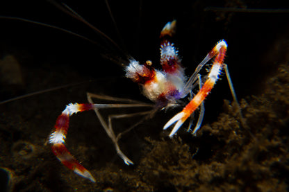 Banded Coral Shrimp ~ 3