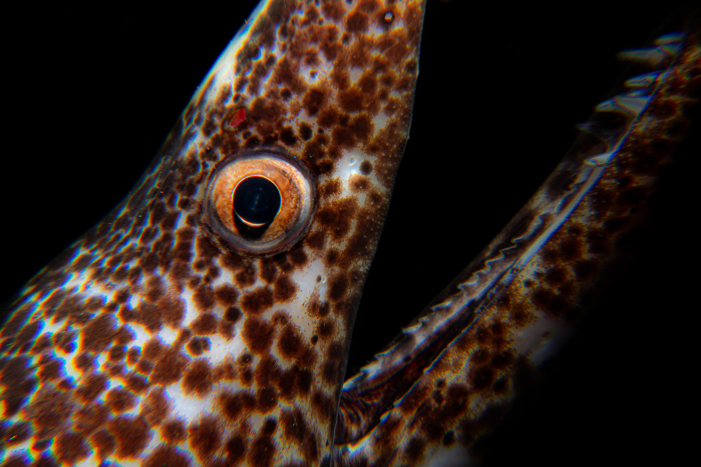 Spotted Moray Eel ~ 1