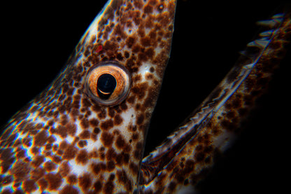 Spotted Moray Eel ~ 1