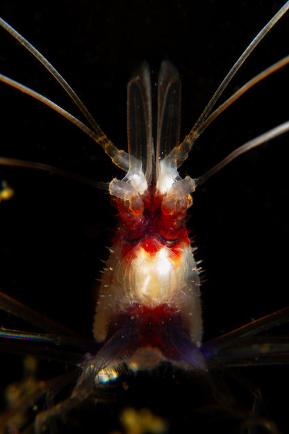 Banded Coral Shrimp ~ 1
