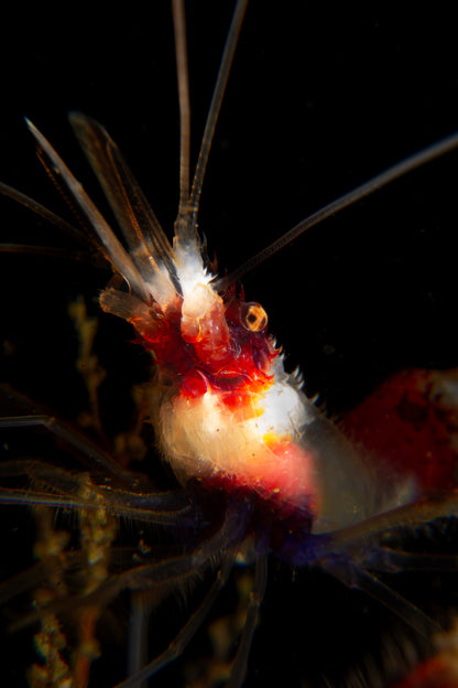 Banded Coral Shrimp ~ 2