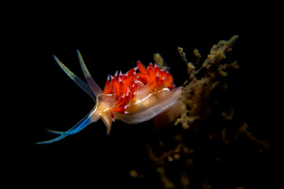 Fabellina Dushina ~ 1