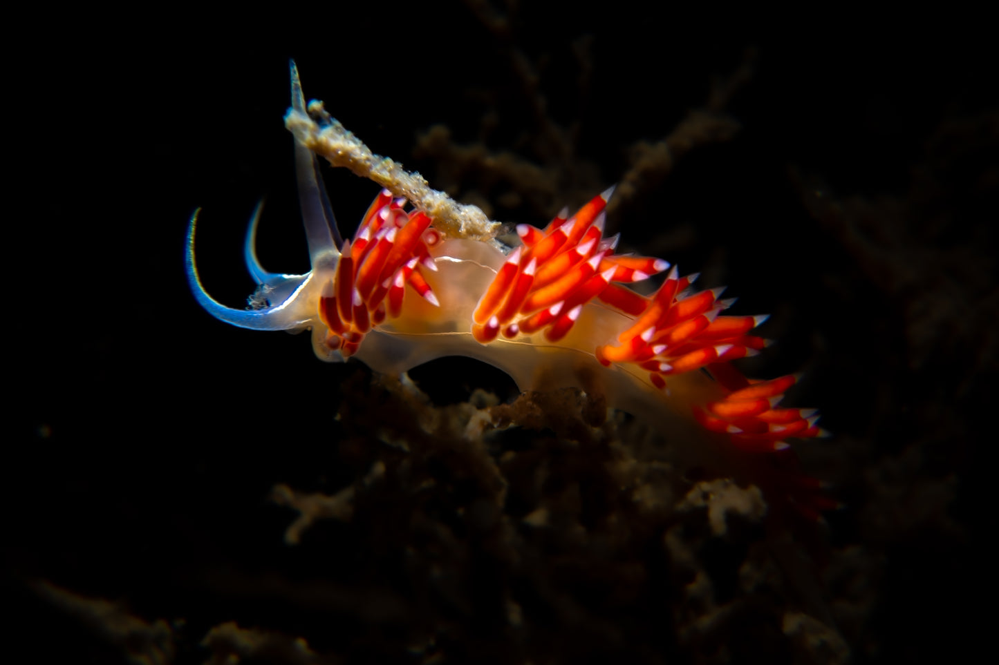 Fabellina Dushina ~ 2