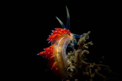 Fabellina Dushina ~ 3